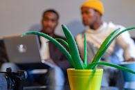 Green Aloe Vera Plant in Yellow Plastic Pot