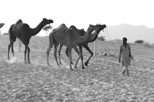 Free Grayscale Photography of Man Luring Camels Stock Photo