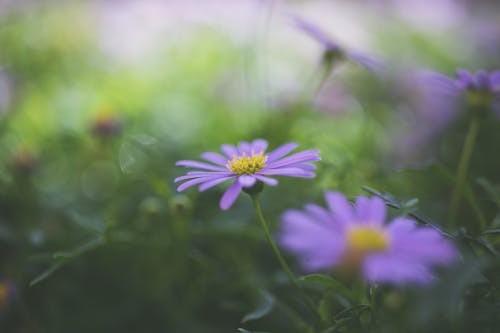 Kostnadsfri bild av äng, anläggning, blommor