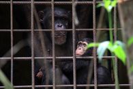Close-up of two chimpanzees behind bars in a Sierra Leone zoo, showcasing their expressions.