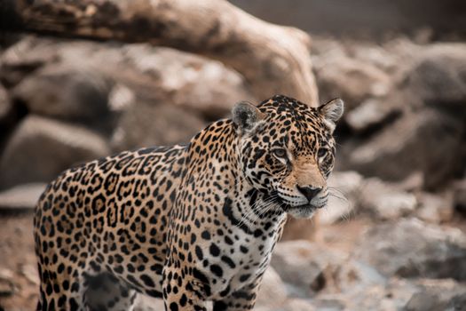 Cockscomb jaguar preserve — Belize