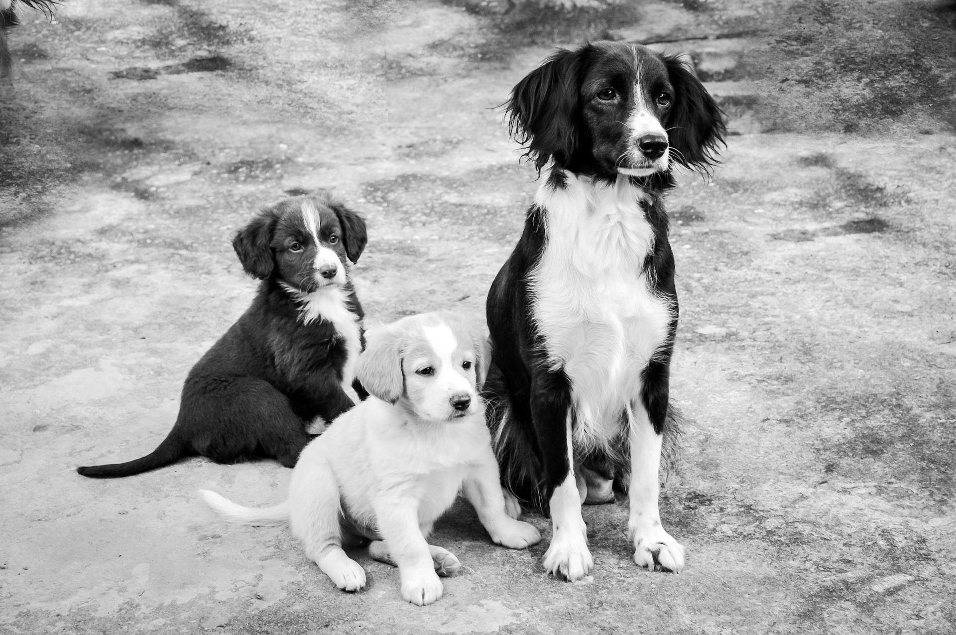 Grayscale Photo of Dog and Puppies