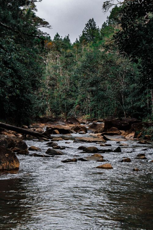 Free Tranquil river flowing through lush forest in Panama, perfect for nature enthusiasts. Stock Photo