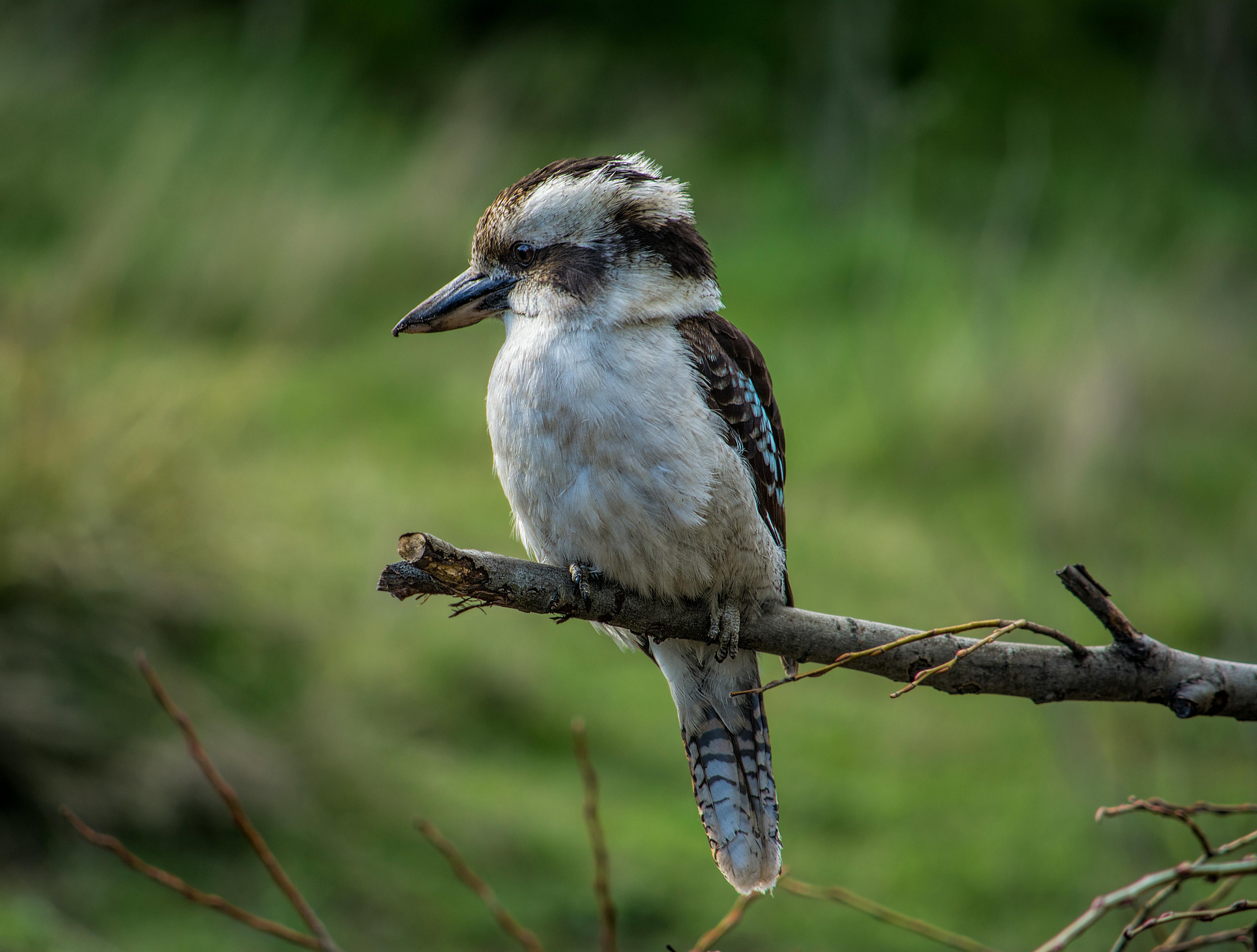 Free stock photo of kookaburra