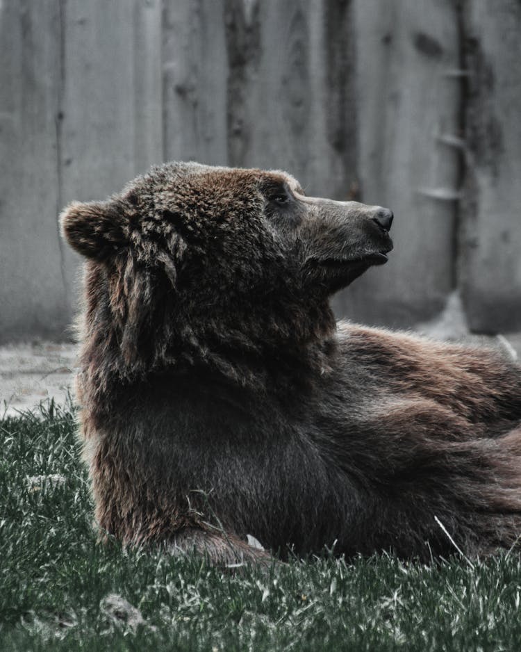 Brown Bear On Grassy Ground