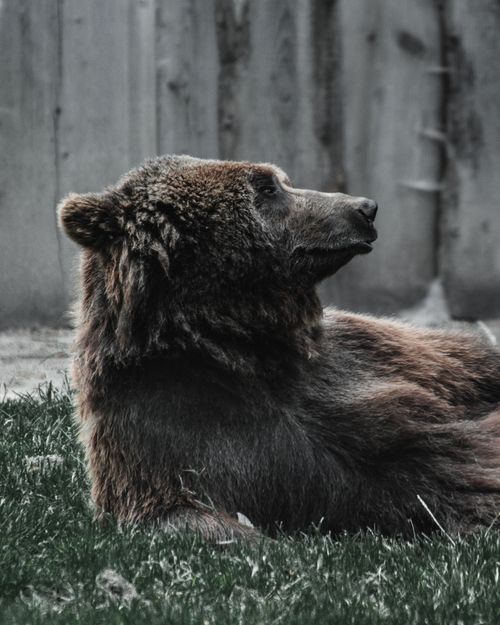 Free Big dangerous wild bear with brown fur lying on grassy lawn near shabby wooden fence while resting in zoological park Stock Photo