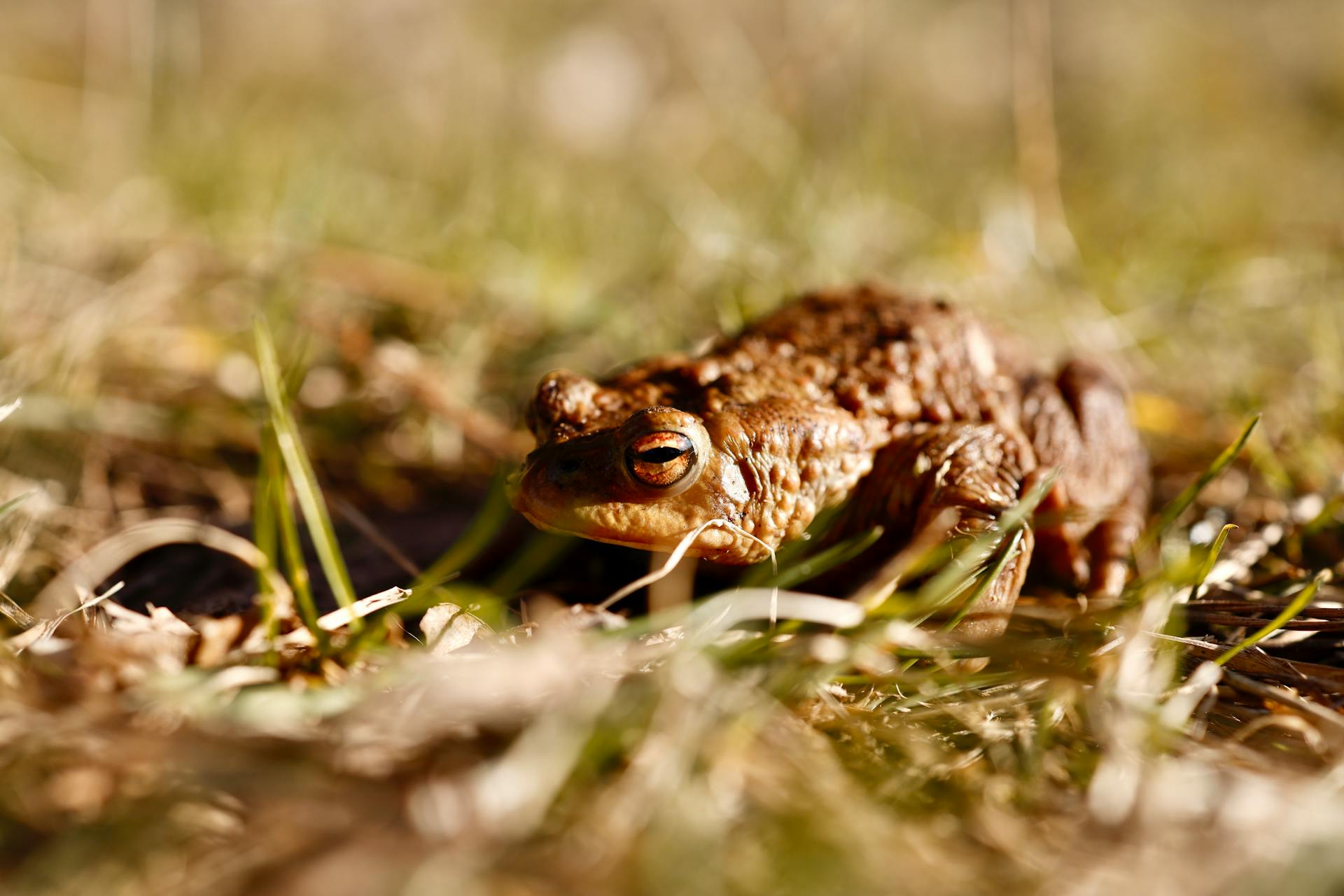 Close up of a Toad