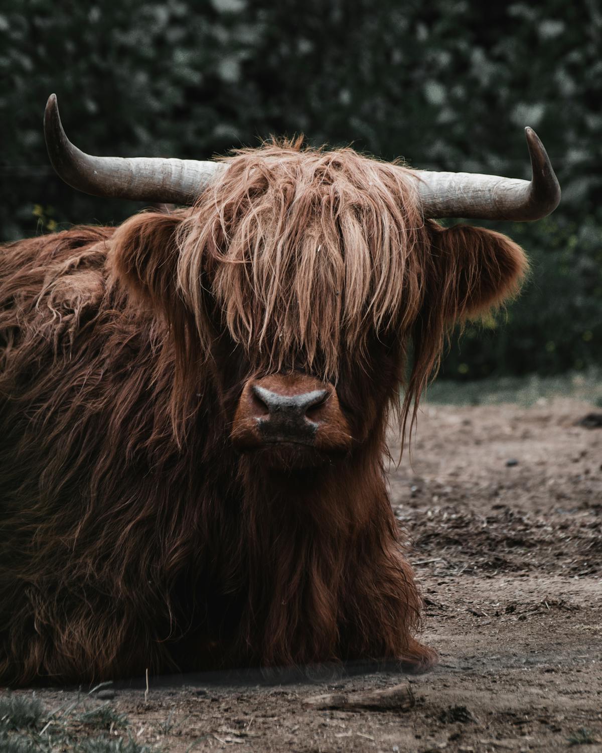 Brown highland cow lying on ground · Free Stock Photo