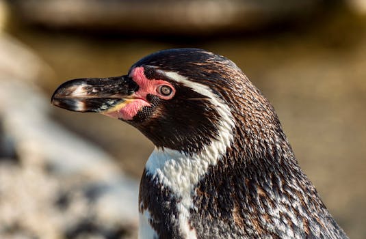 Detailed side view of a Humboldt Penguin in its natural environment, captured with selective focus and a blurred background.