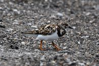 Side View of a Turnstone Walking on Rocky Terrain