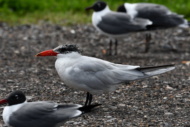 Close-up Of A Caspian Tern