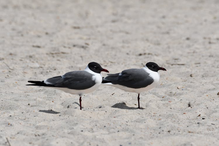 Close Up A Pair Of Laughing Gulls