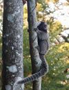 Brown Monkey on Tree Branch