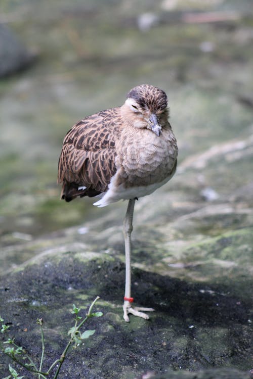 Double-striped thick-knee Standing on One Leg 