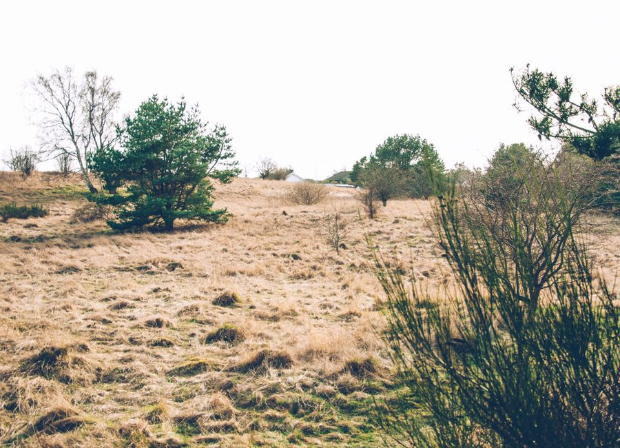 Calm scene of a grassy field with scattered trees in Kjellerup, Denmark.