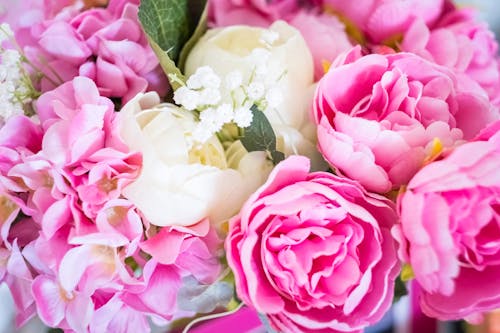 Close up of Pink and White Roses