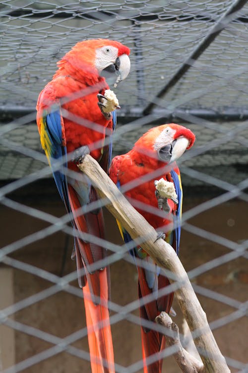 Free stock photo of birds, prison, prisoner
