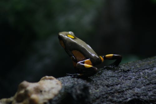 Free stock photo of frog, rainforest, tropical rainforest