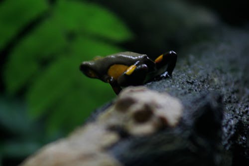 Free stock photo of frog, rainforest, venomous