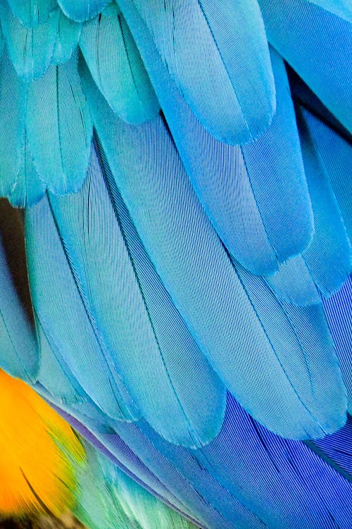 Free Beautiful Blue and Yellow Feathers of Parrot Ara Stock Photo