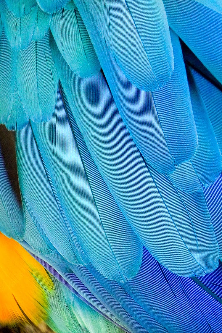 Beautiful Blue And Yellow Feathers Of Parrot Ara