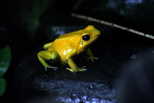 Free stock photo of frog, tropic, tropical rainforest