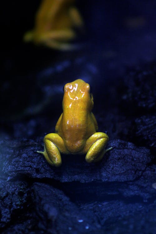 Free stock photo of frog, tropical, venomous