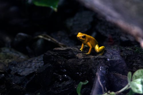 Foto stok gratis berbisa, hutan hujan tropis, katak