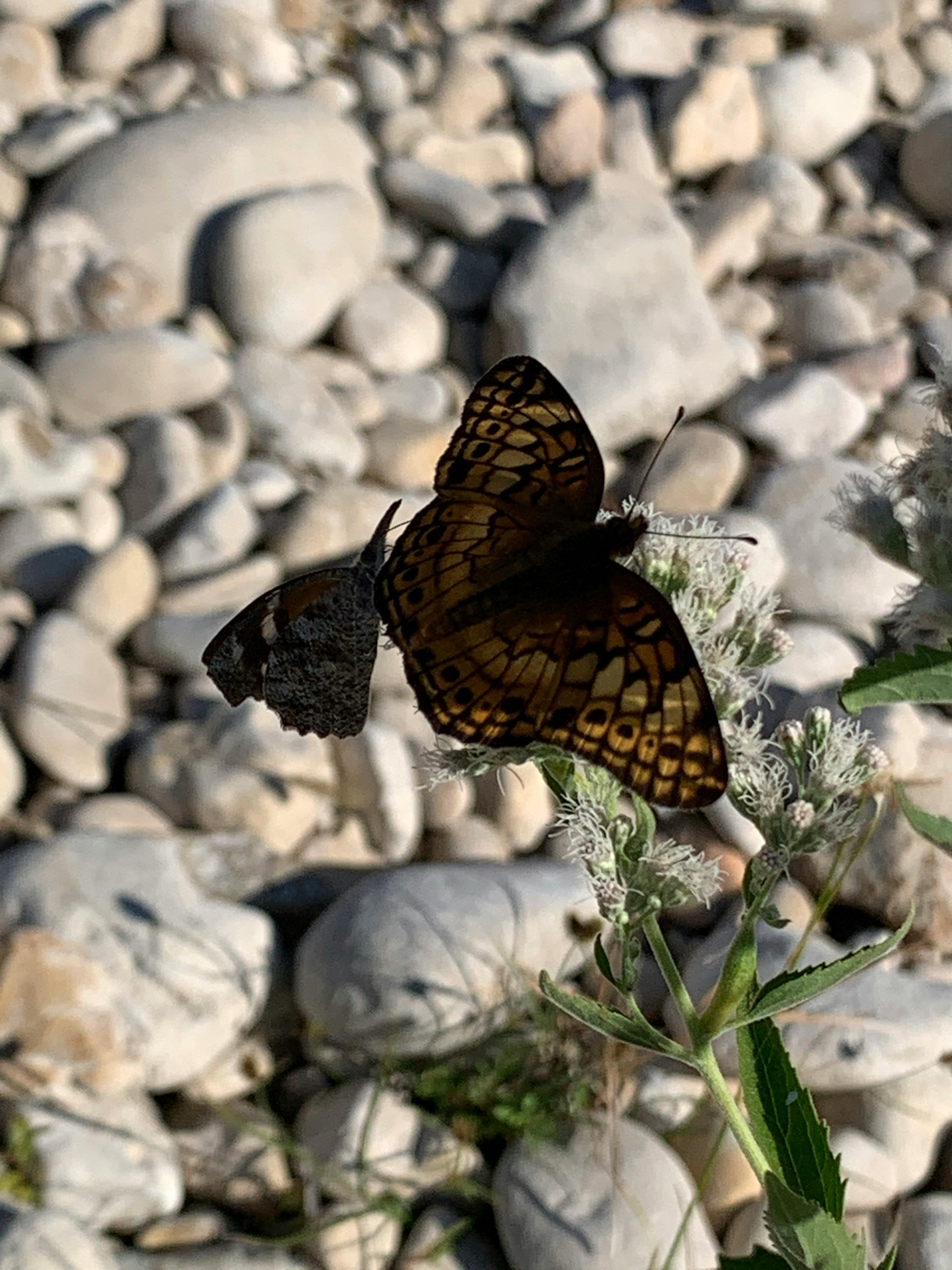 Older person using smartphone slowly