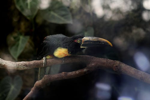 Free stock photo of amazonia, bird, tropical