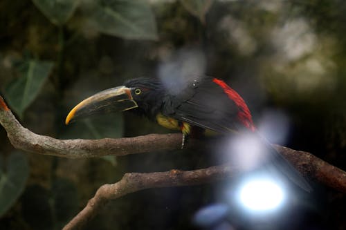 Free stock photo of amazonas, bird, tropical