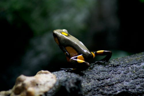 Free stock photo of frog, tropical rainforest, venomous