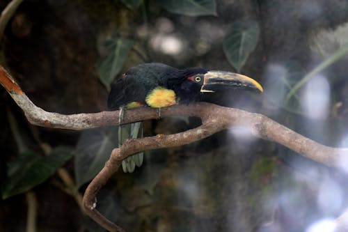 Gratis lagerfoto af amazonia, fugl