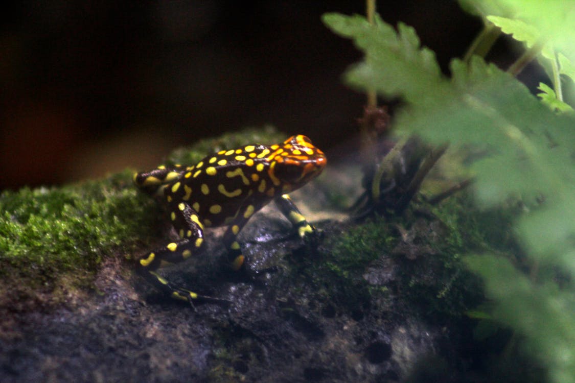 Free stock photo of frog, tropical rainforest, venomous