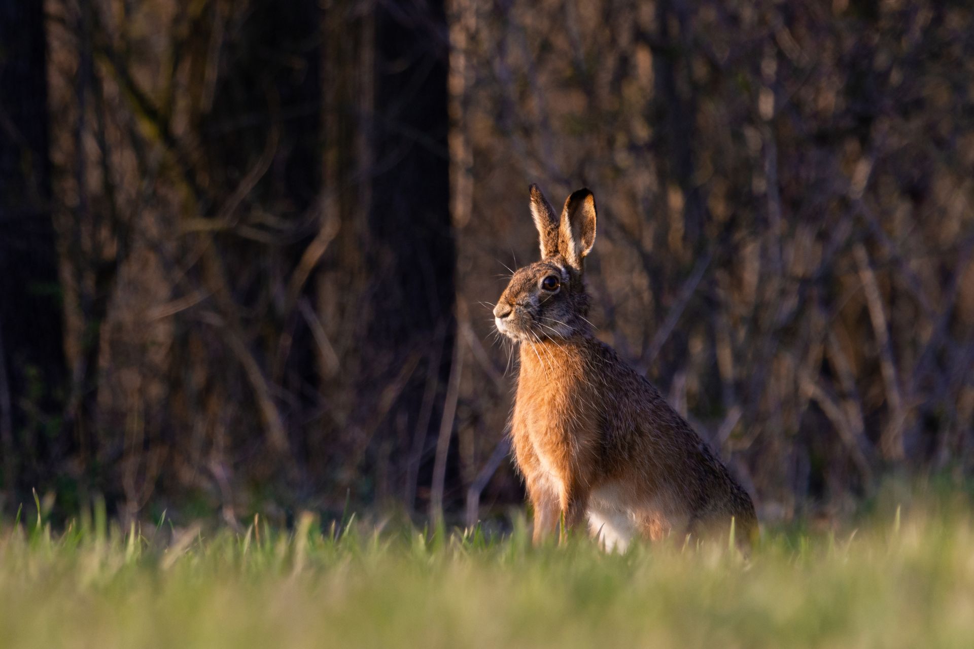 Close Up Photo of Rabbit on Grass Field
