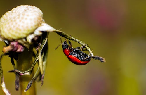 Close Up Photo of Ladybug