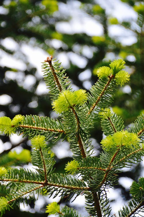 Shallow Focus Photography Of Spruce