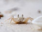 Close up of a Pallid Ghost Crab