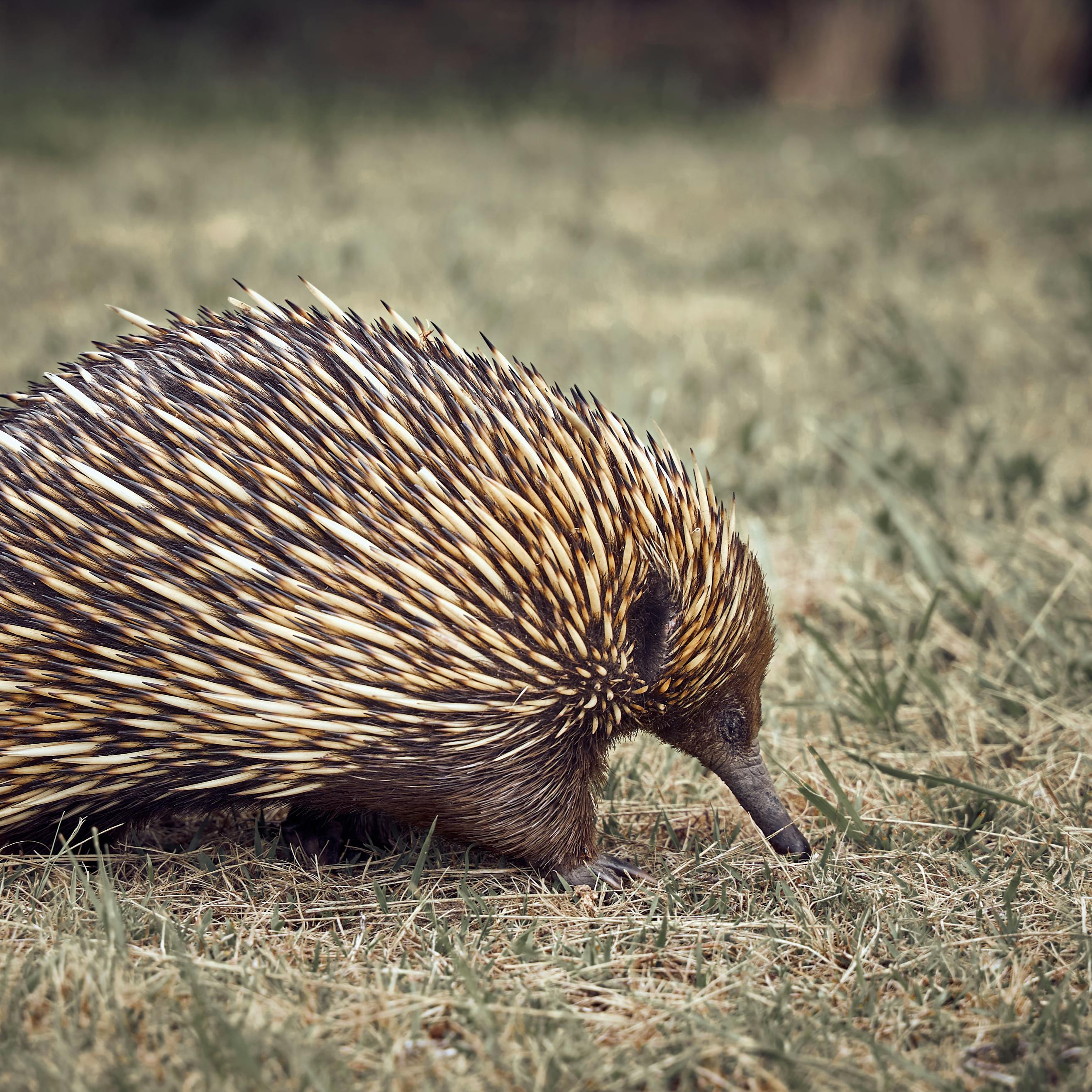 Echidna Photos, Download The Best Free Echidna Stock Photos & Hd Images