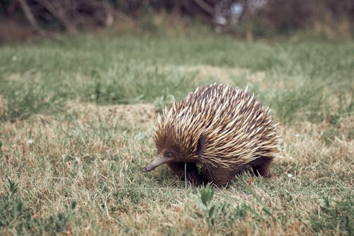 Free Brown and Black Hedgehog on Green Grass Field Stock Photo