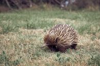 Brown and Black Hedgehog on Green Grass Field
