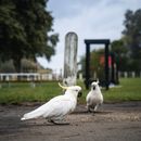 A Sulphur Crested Cockatoo on the Ground at a Park