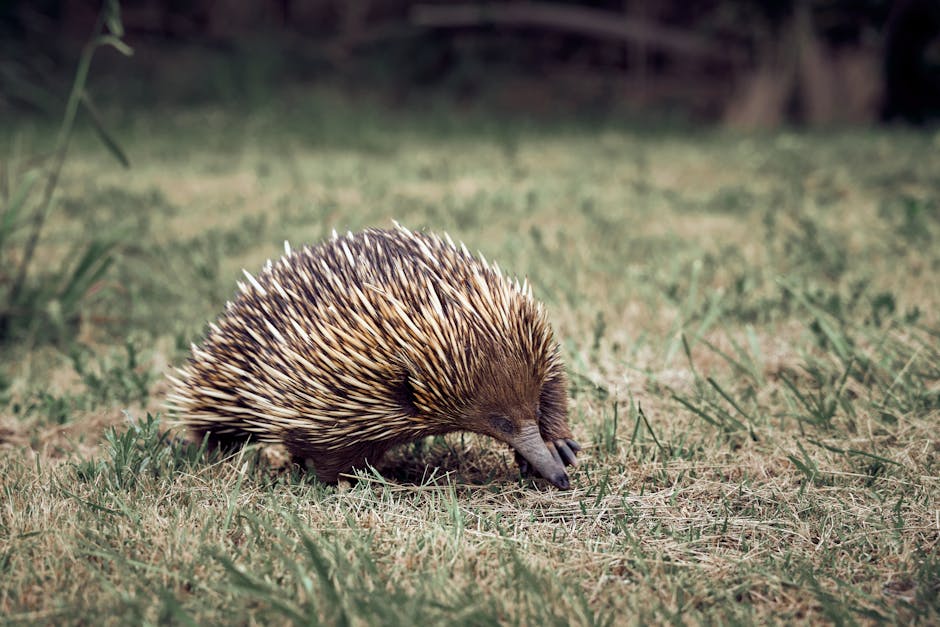 Wild echidna foraging in the grass of Manly, Australia, captured in a close-up outdoor nature scene.