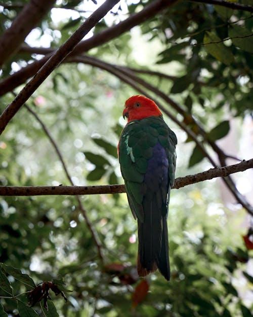Parrot Perched on Tree Branch