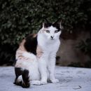 White and Brown Cat on Gray Concrete Floor