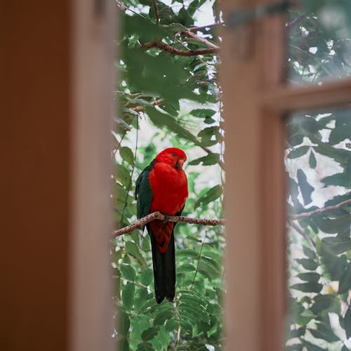 Free Red Bird Perched on Tree Branch Stock Photo