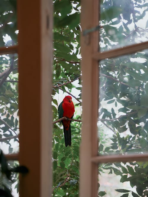 Red Parrot Perched on Tree Branch