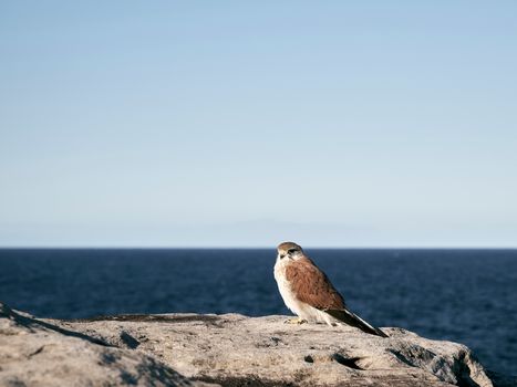 Brown Bird on a Rock