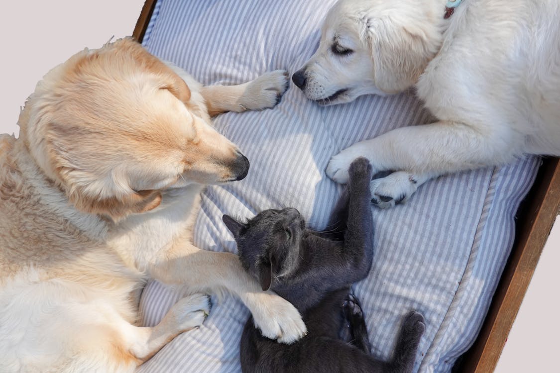 How to Help Cats Get Along with Dogs