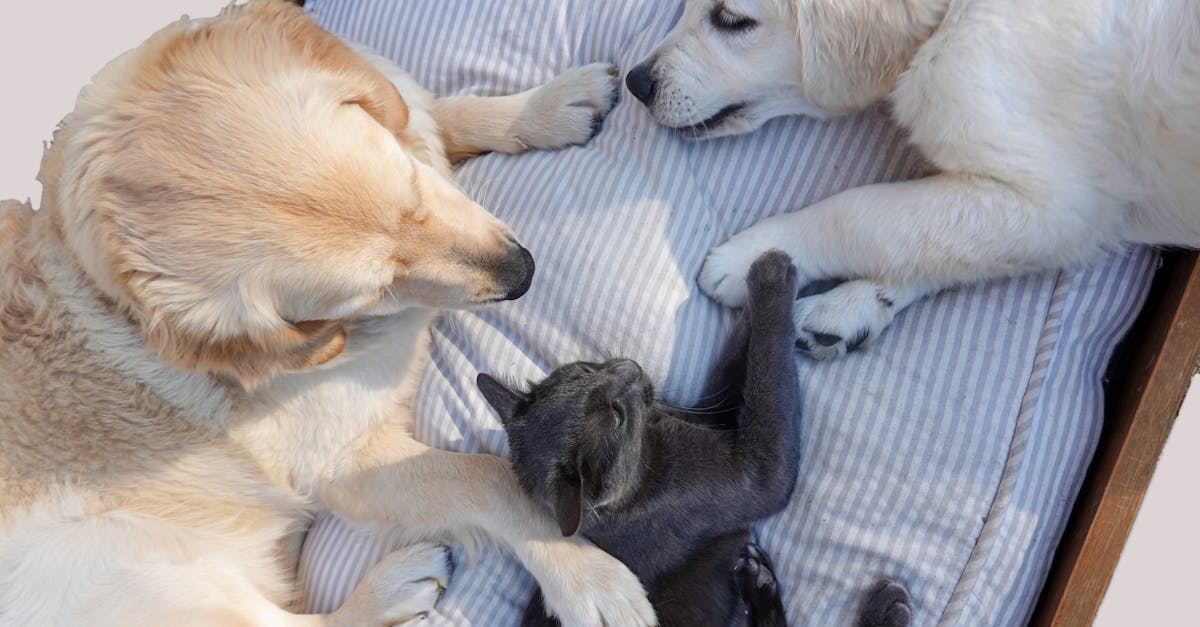 Why dogs are better than cats